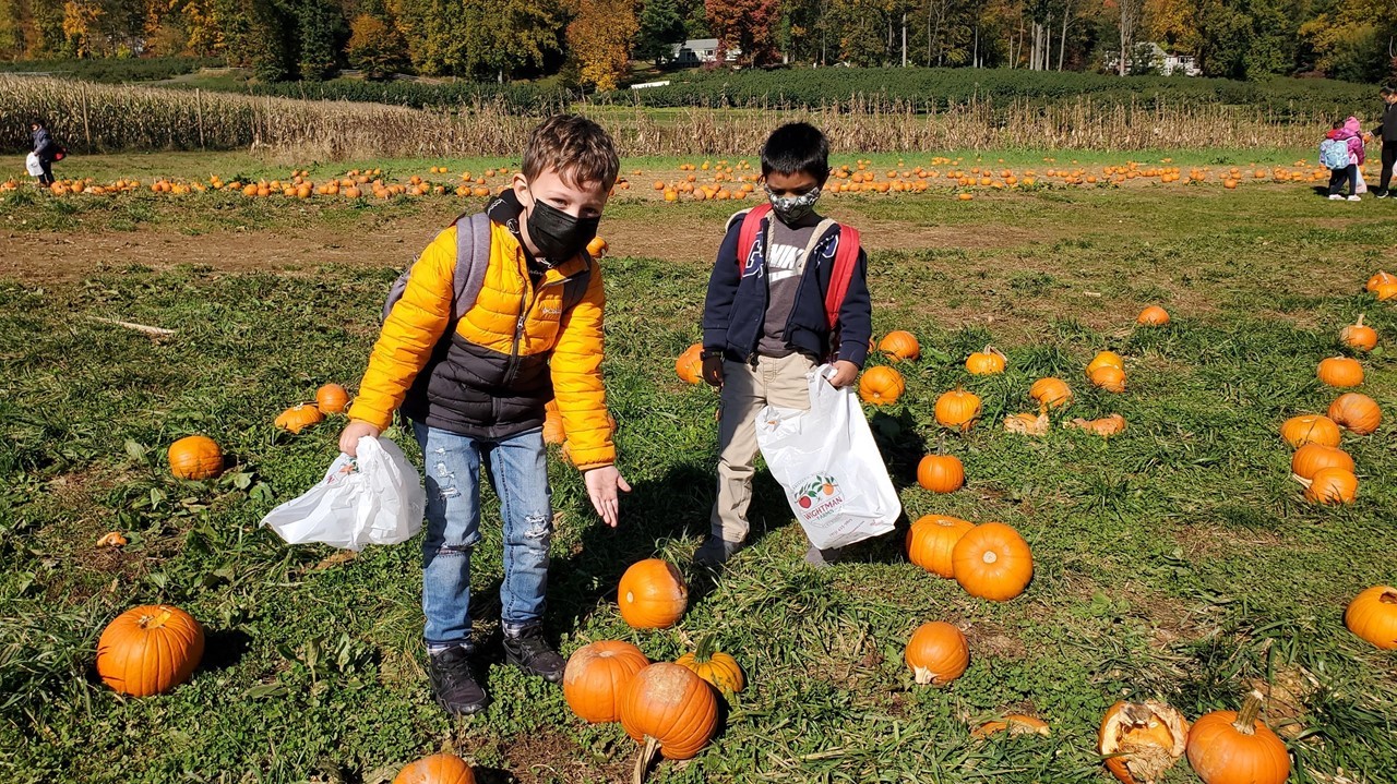 Kindergarten Pumpkin Picking Trip